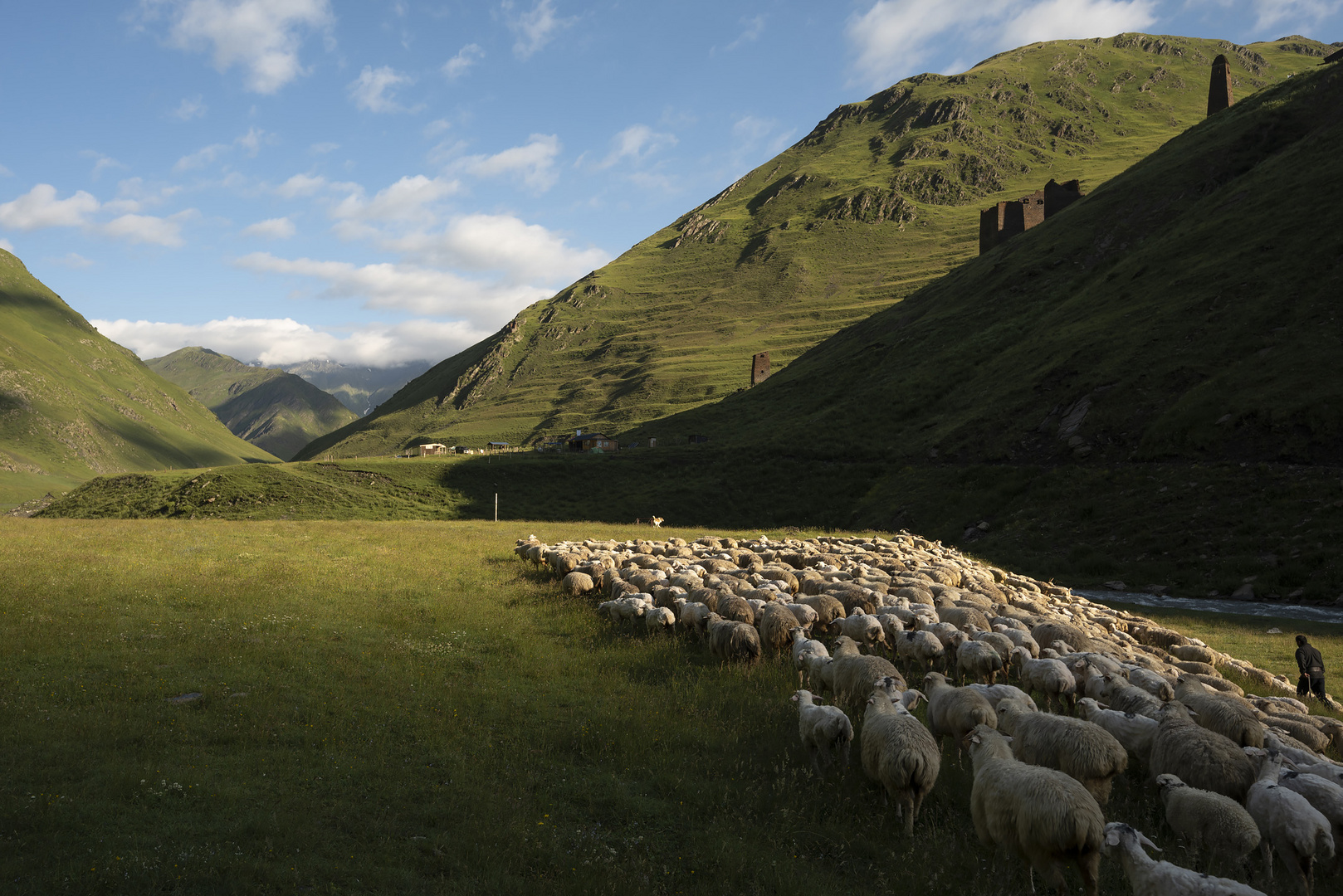 Ruslan driving his sheep in the morning, Parsma