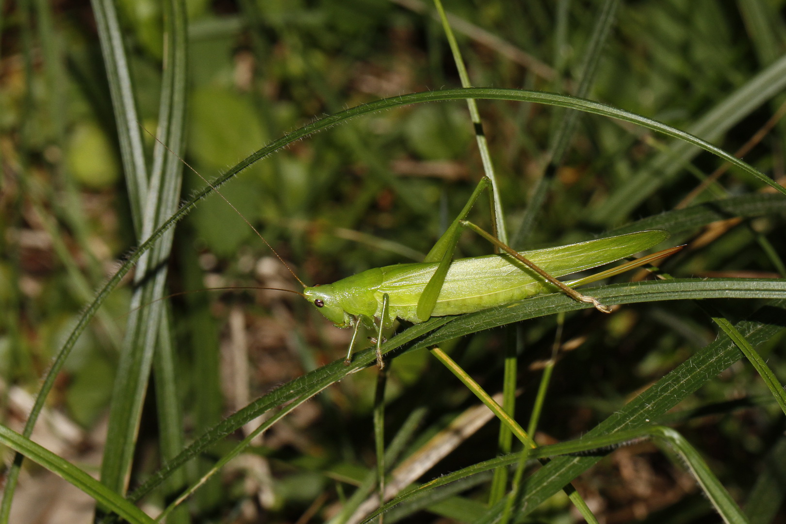 Ruspolia nitidula