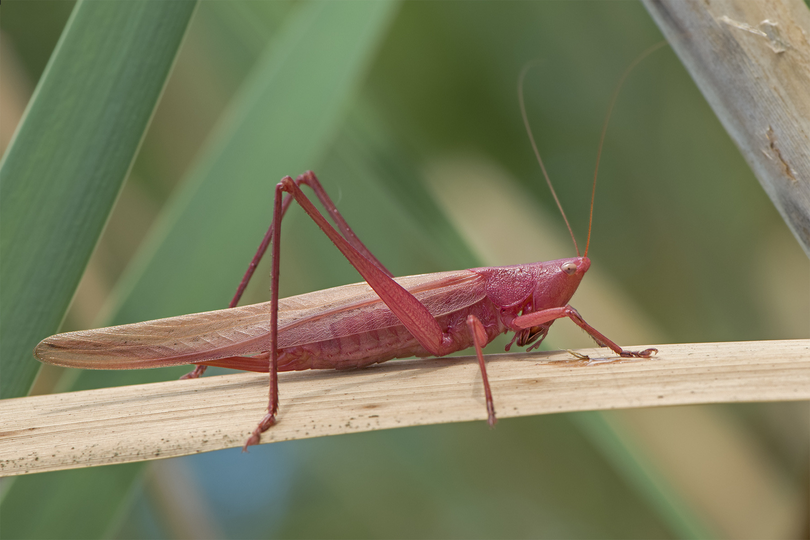 Ruspolia nitidula femmina affetta da eritrismo