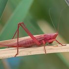 Ruspolia nitidula femmina affetta da eritrismo