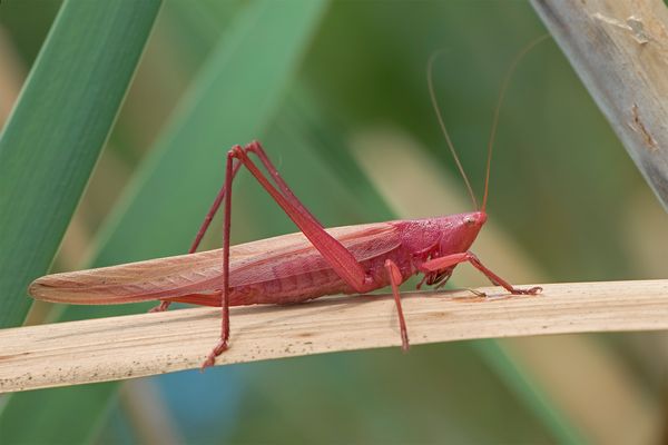 Ruspolia nitidula femmina affetta da eritrismo