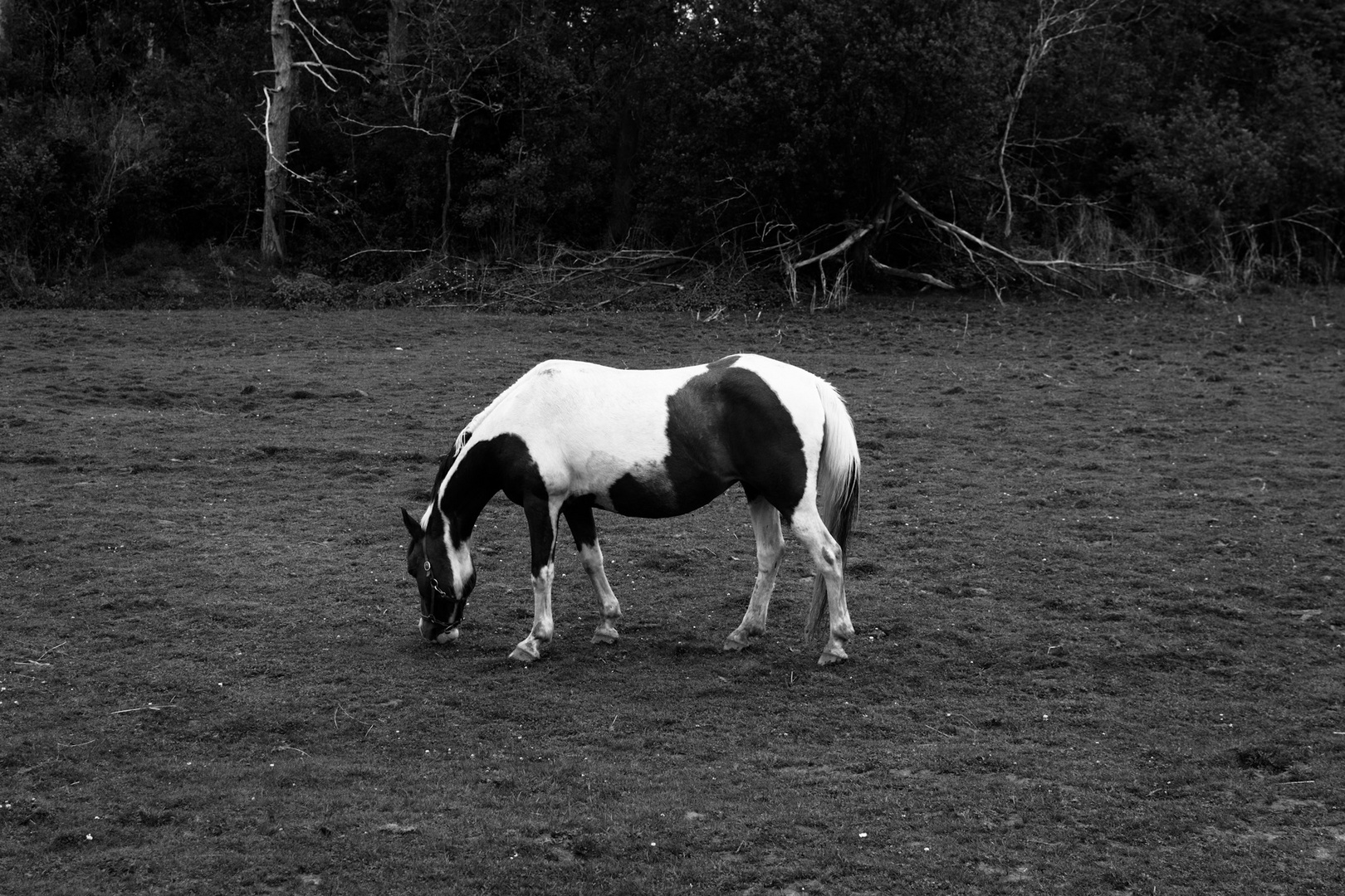 Russell Orchard Horse