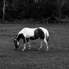 Russell Orchard Horse