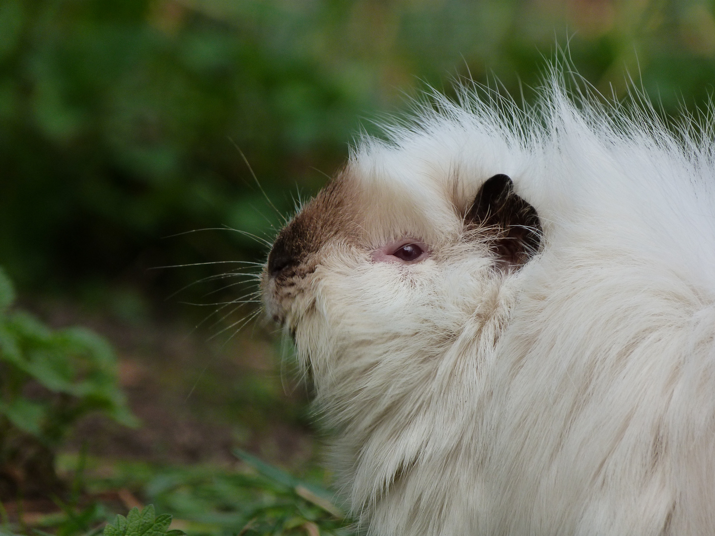 Russenrosettenmeerschweinchen