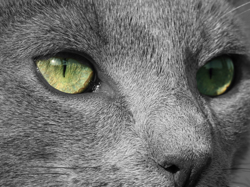 Russian Blue