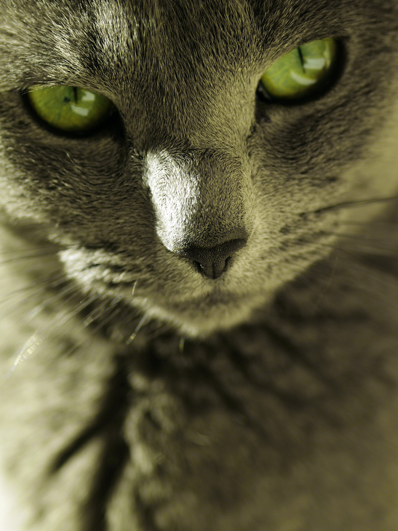 Russian blue