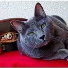 Russian Blue Cat