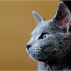 Russian Blue