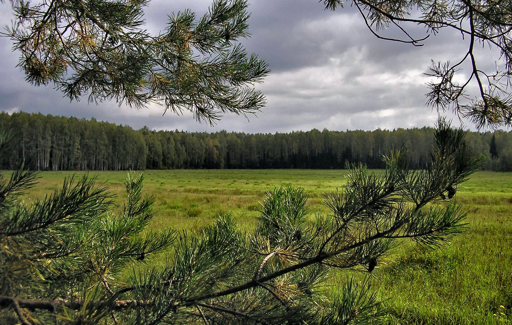 Russian field