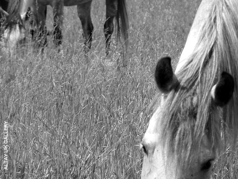 Russian horses