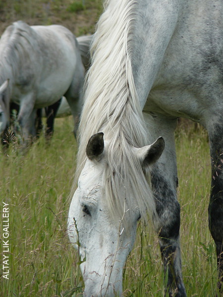 Russian Horses