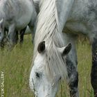 Russian Horses