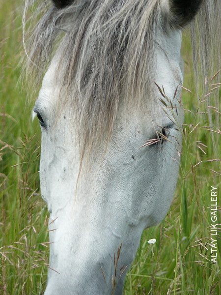 Russian Horses