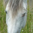 Russian Horses