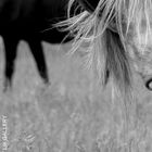 Russian Horses