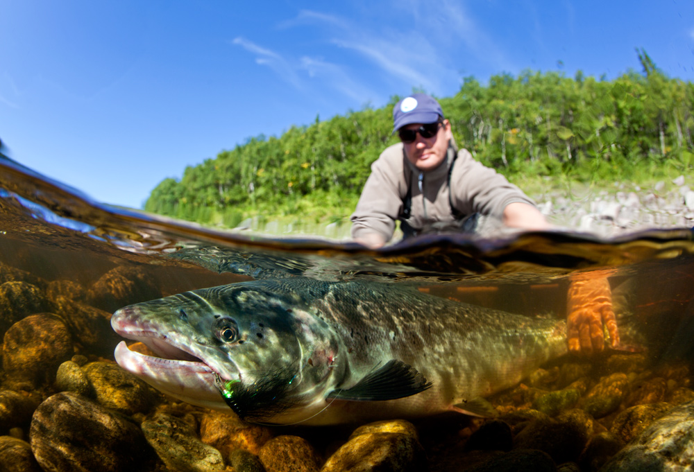 Russian Salmon Release