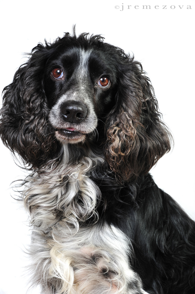 Russian spaniel