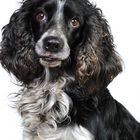 Russian spaniel