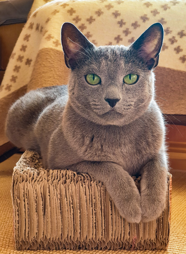 Russisch Blau Kater