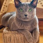 Russisch Blau Kater