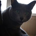 Russisch Blau - Katze