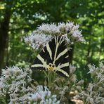 Russische Bärentage im Hintertaunus 03