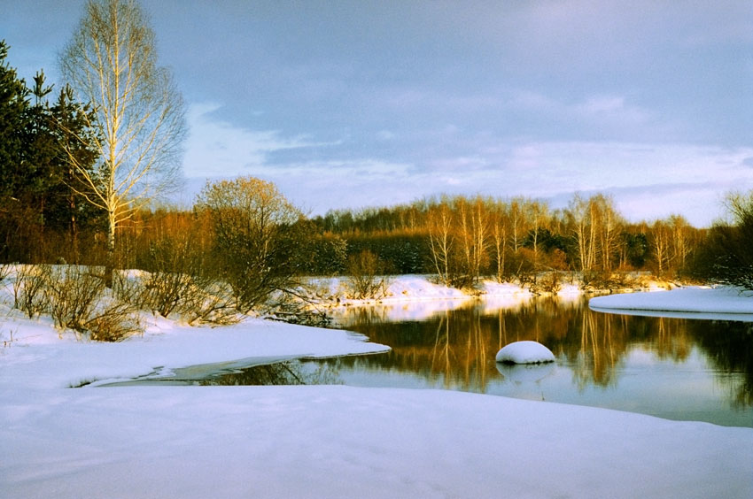 Russische Birken