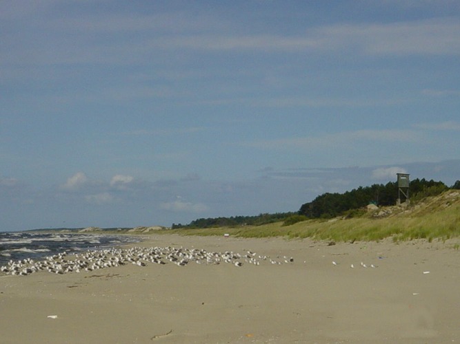 Russische Grenze, Frisches Haff, Hochsommer, Ruhe