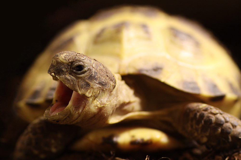 Russische Landschildkröte