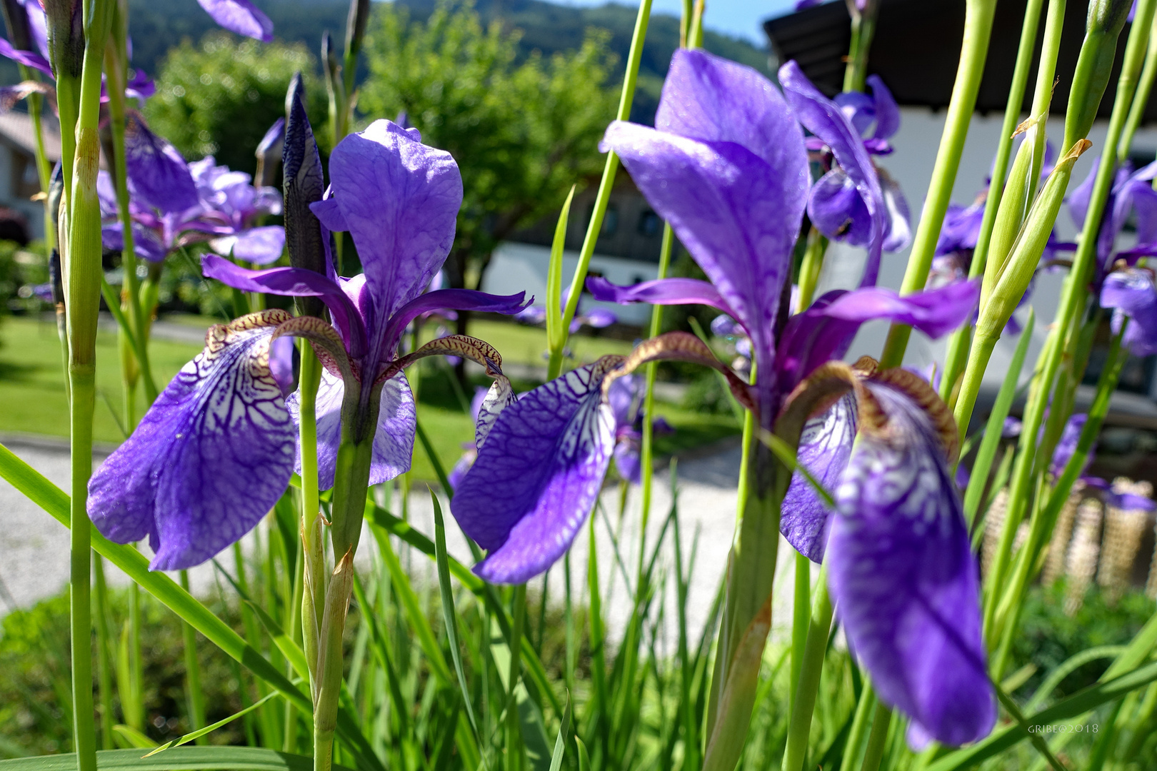 Russische Schwertlilie - Iris