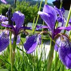 Russische Schwertlilie - Iris