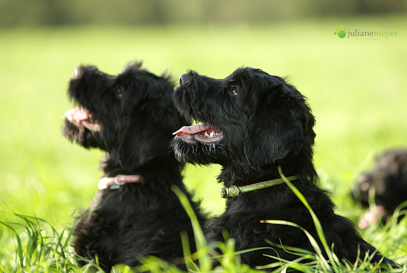 Russische Terrier