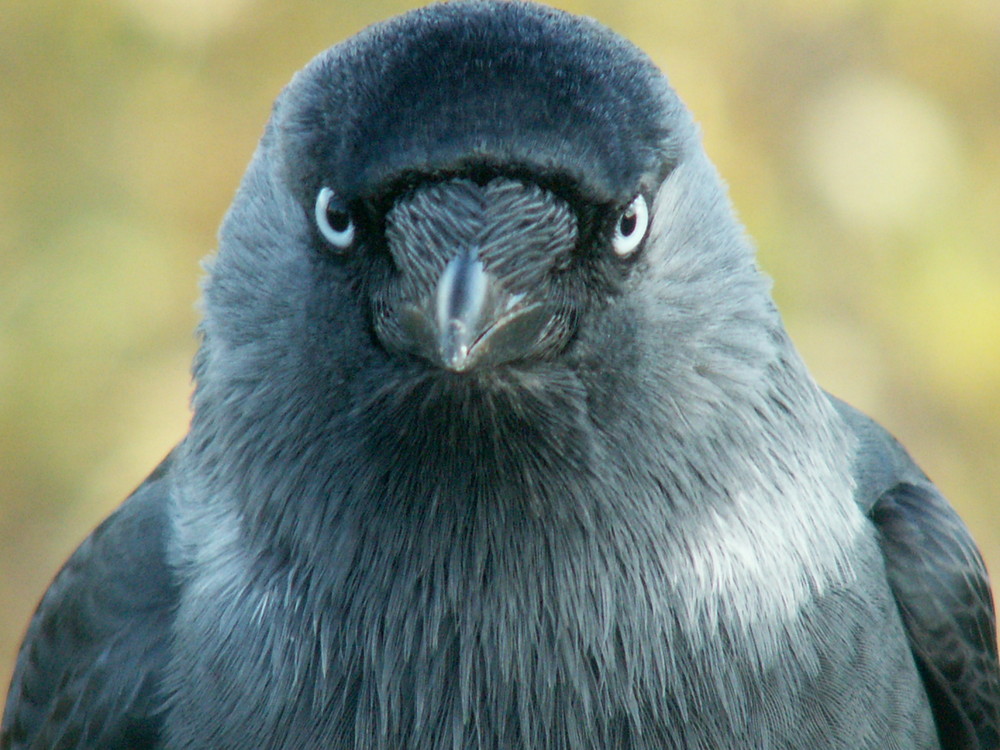 Russischen Vogel