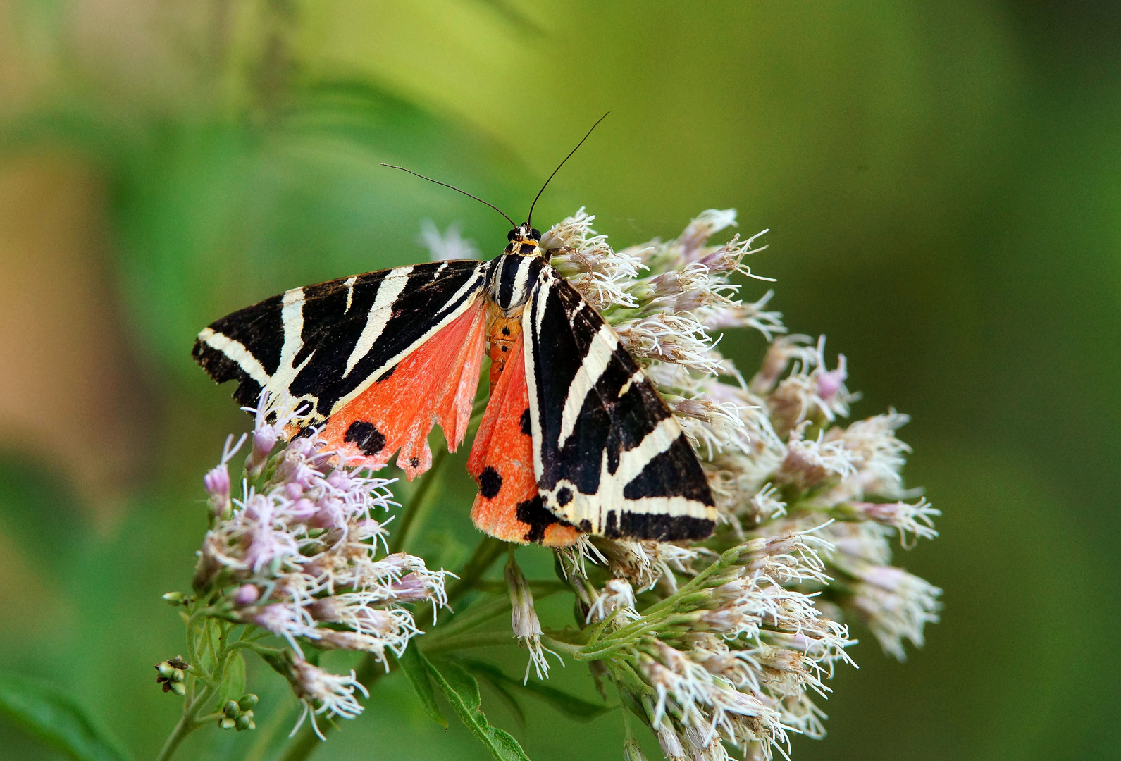 Russischer Bär. Foto & Bild | natur, kufstein, schmetterling Bilder auf