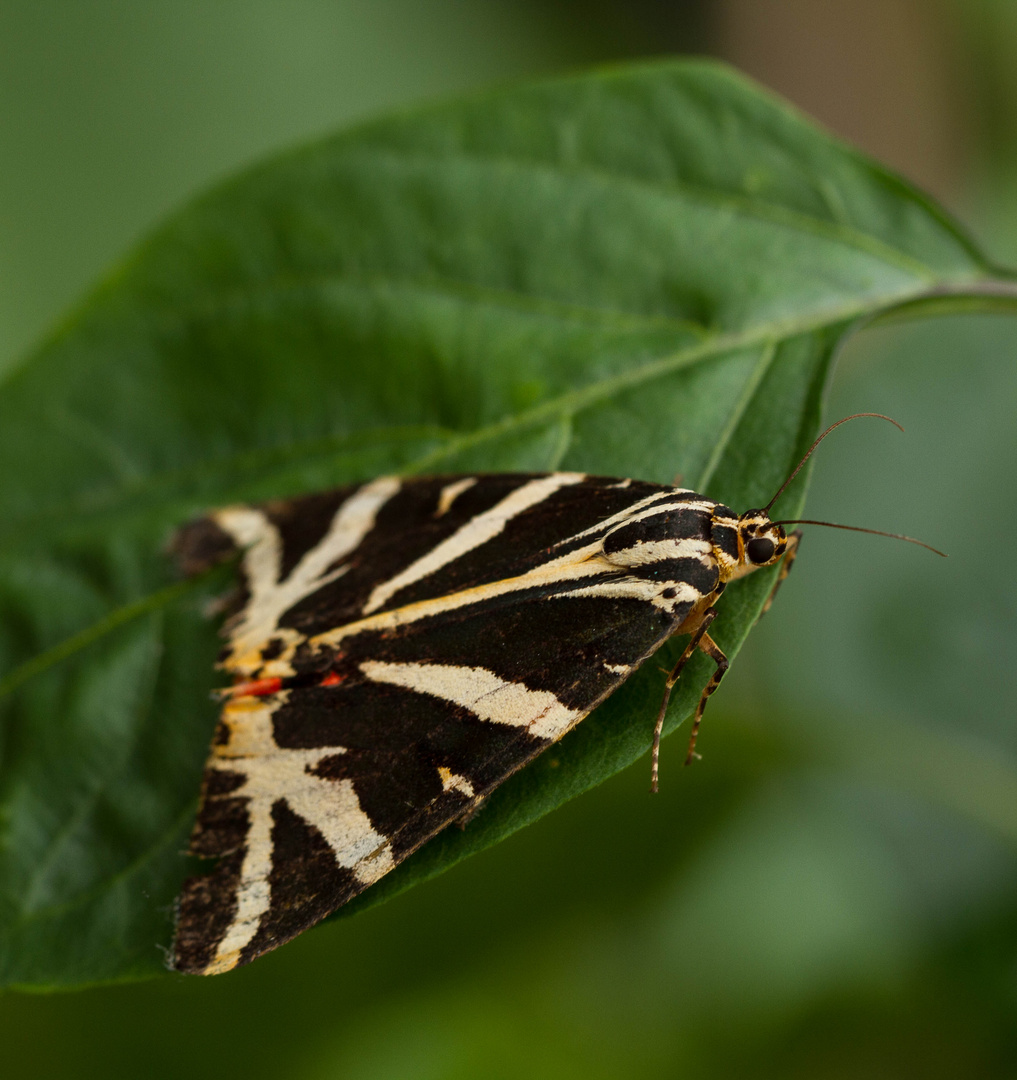 Russischer Bär Foto & Bild | tiere, wildlife, schmetterlinge Bilder auf