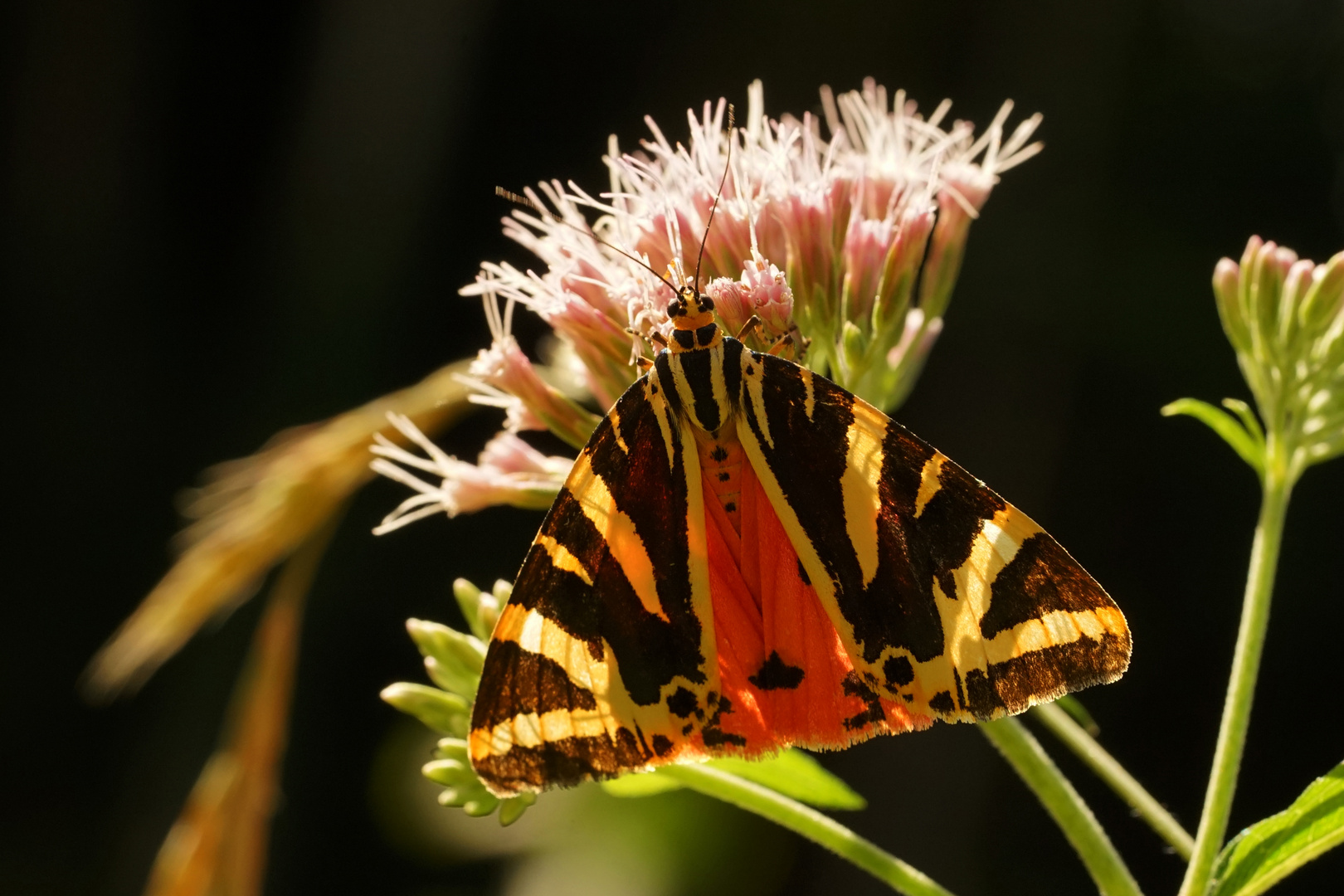 Russischer Bär Foto & Bild | natur, insekten, tiere Bilder auf