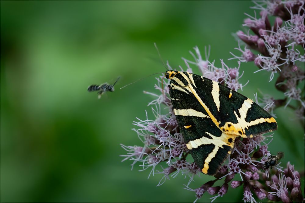 Russischer Bär Foto & Bild | tiere, wildlife, schmetterlinge Bilder auf