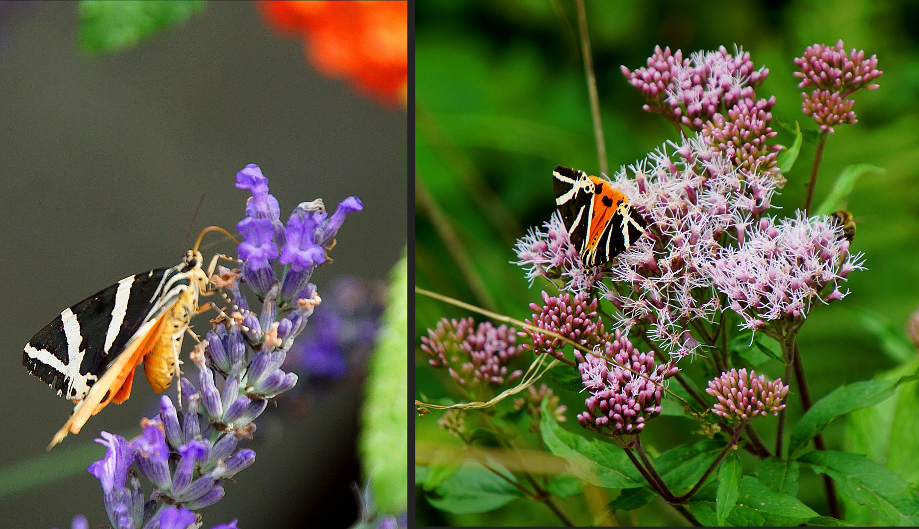 Russischer Bär an Lavendel und Wasserdost