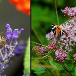 Russischer Bär an Lavendel und Wasserdost