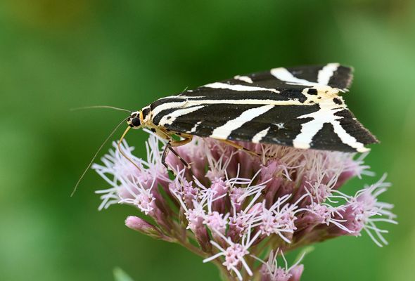 Russischer Bär auf Wasserdost