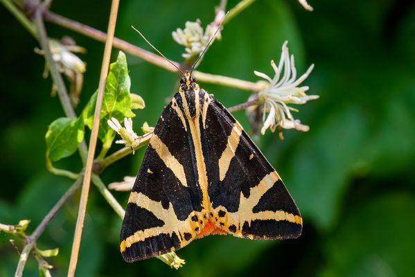 Russischer Bär chillt
