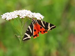  Russischer Bär, (Euplagia quadripunctaria)