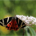 Russischer Bär (Euplagia quadripunctaria).