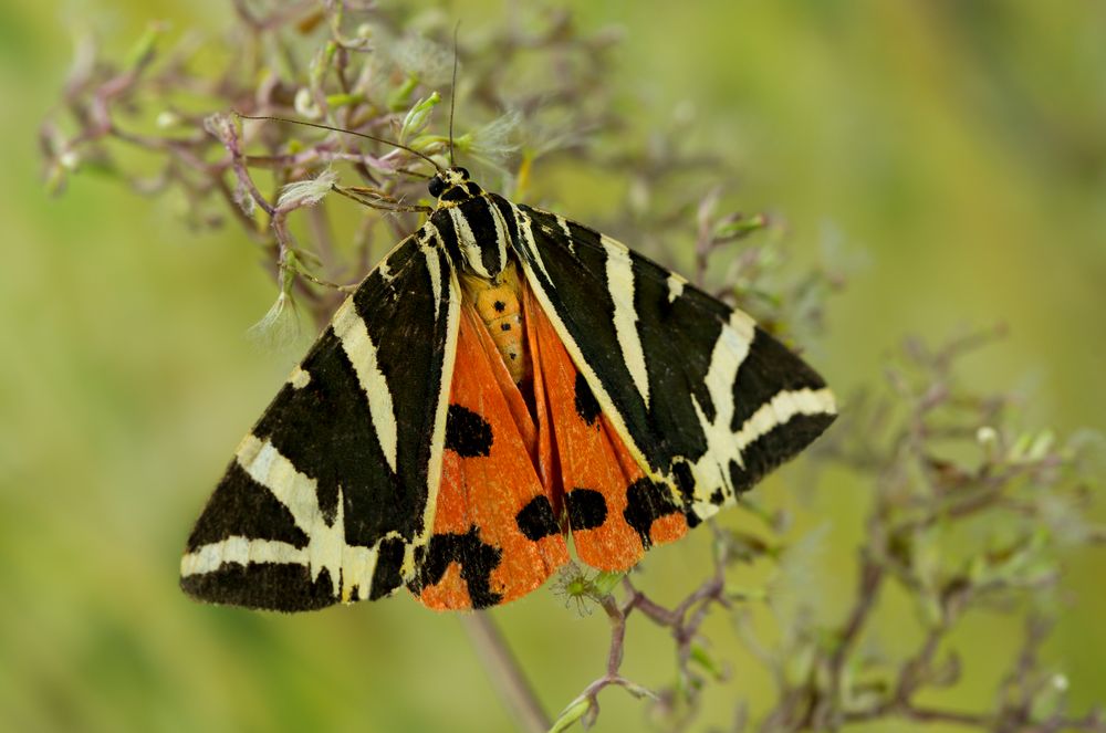 Russischer Bär (Euplagia quadripunctaria)