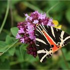 Russischer Bär (Euplagia quadripunctaria).