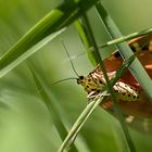 Russischer Bär -  Euplagia quadripunctaria