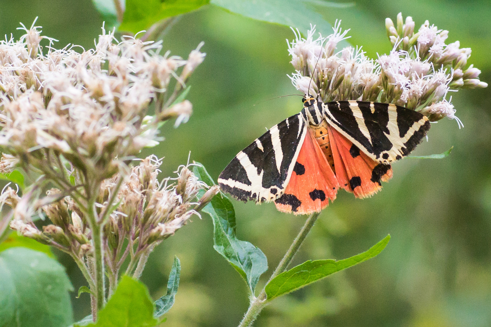 Russischer Bär (Euplagia quadripunctaria) auf Gewöhnlichem Wasserdost (Eupatorium cannabinum)