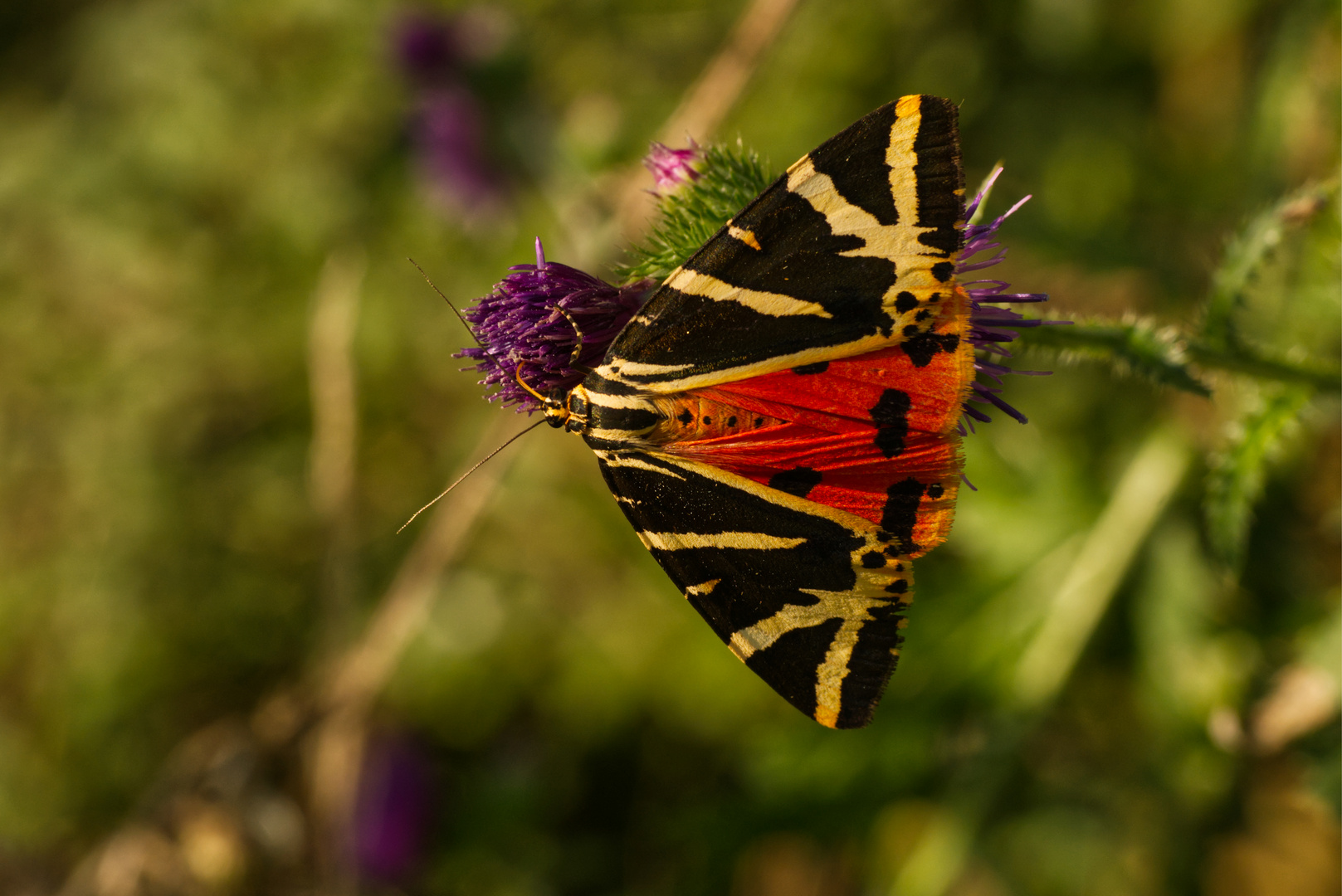 Russischer Bär (Euplagia quadripunctaria) auf Kratzdistel (Cirsium)