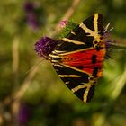 Russischer Bär (Euplagia quadripunctaria) auf Kratzdistel (Cirsium)