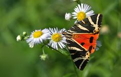 Russischer Bär (Euplagia quadripunctaria)